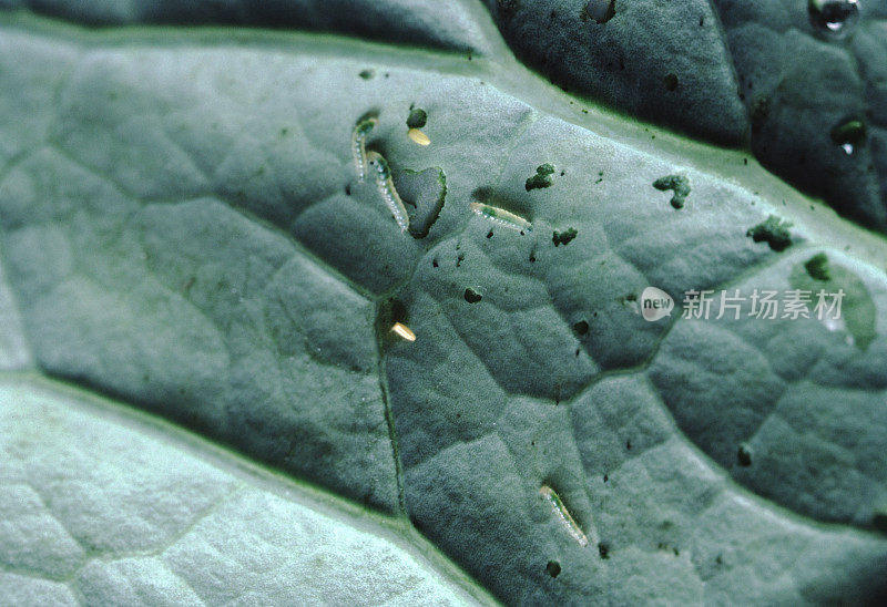 甘蓝蛾(Pieris Brassicae)幼虫